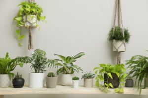 best plants for bathroom smells