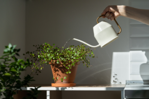 small bathroom plants