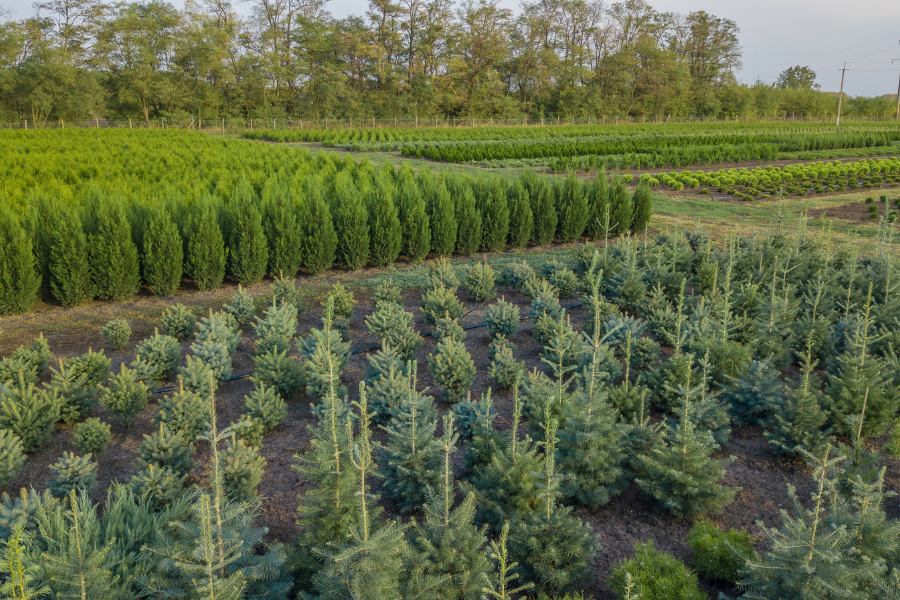 best real christmas tree for allergies